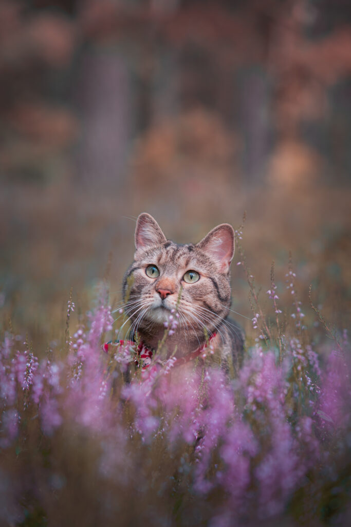 fotosesija su augintiniu fotografas suo augintinis portretas menas